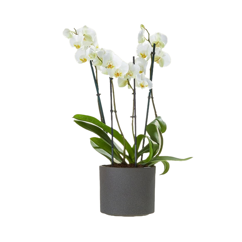 Orchidee