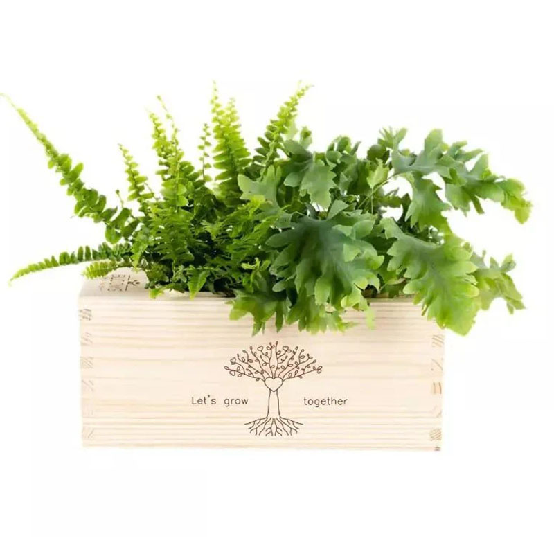 Bloomsbox let's grow together