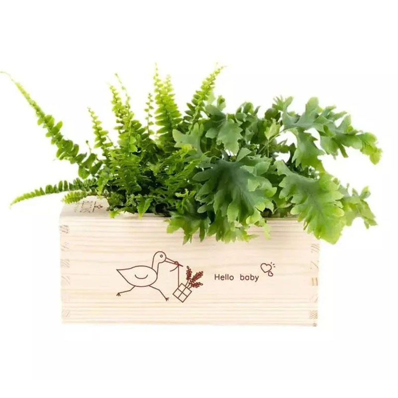 Bloomsbox hello baby