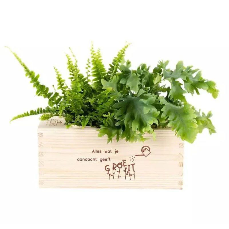 Bloomsbox alles wat je aandacht geeft groeit