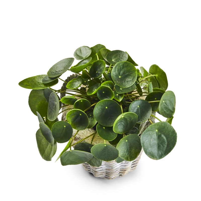 Pilea Pure